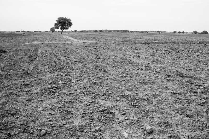 Masurdi Khadin-A Nature-Based Solution for Water for Agriculture in Thar Desert, Jaisalmer district, Rajasthan - Fallow agricultural fields inside the Khadin
